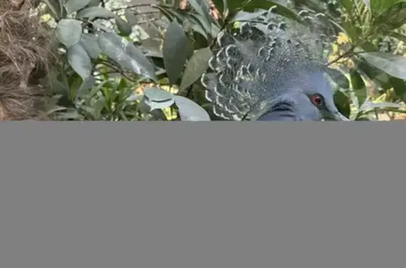 Help Find Our Beautiful Missing Bird - Renfrow
