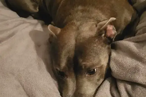 Chien trouvé , photo: Staffie femelle grise trouvée à Grans
