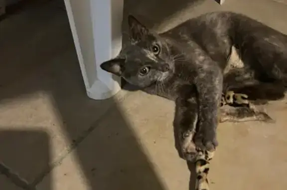 Chatte trouvée à Moissac, maigre et blessée - photo