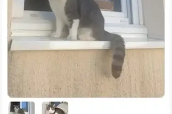 Animaux perdus Migné-Auxances, photo: Chat perdu à Migné-Auxances: Sylvestre, 4 ans