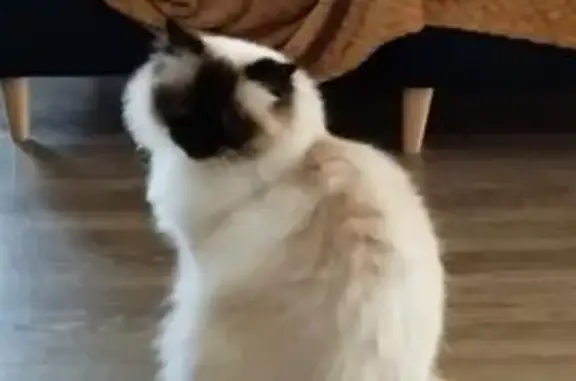 Animaux perdus Ramonville-Saint-Agne, photo: Chat sacré de Birmanie perdu à Ramonville