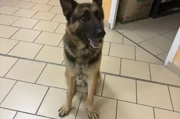 Chien trouvé La Sentinelle, photo: Berger allemand trouvé près de l'AFPA La Sentinelle