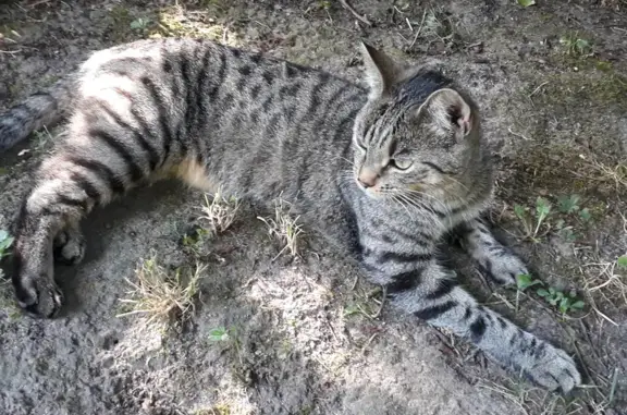 Animaux perdus , photo: Chatte tigrée 2 ans disparue à Écuires
