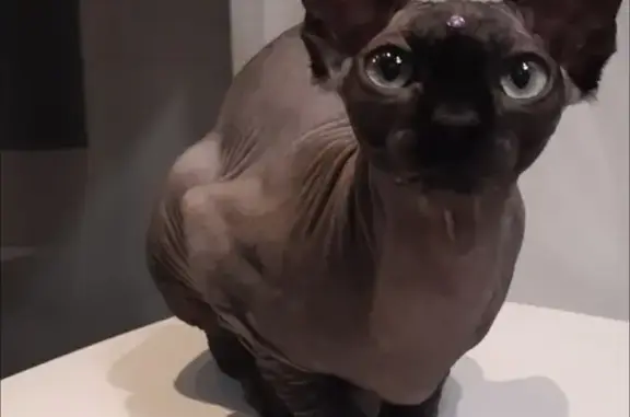 ¡Gato Perdido! Sphynx Oscuro en Lérida