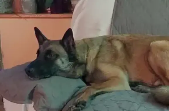 Chien perdu Saint-Chély-d'Apcher, photo : Malinois mâle fauve perdu à Saint-Chély-d'Apcher