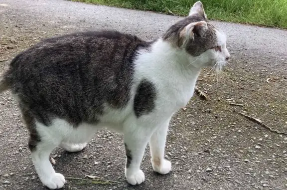 Chat perdu, , photo: Chat perdu : HIPPO, secteur Les Menus (28)