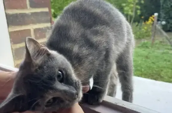 Chatte trouvée sociable Rue Janson, Sormery - photo