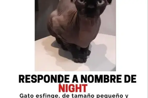 ¡Gato Esfinge Perdido en Lérida! 🐾