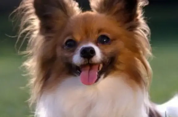 Chien perdu à Zeil, 90, Frankfurt am Main - photo