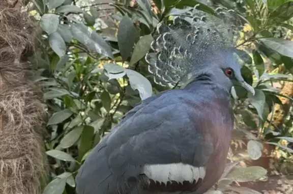 Animales perdidos , foto: ¡Ayuda! Pájaro Perdido en Daimiel, Castilla-La Mancha