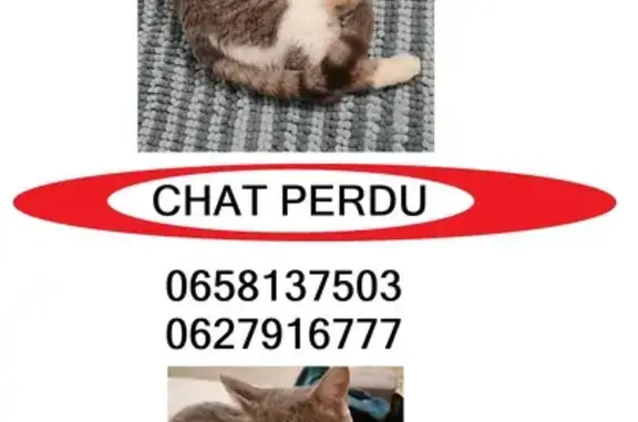 Chatte grise et blanche perdue à Saint-Georges - photo
