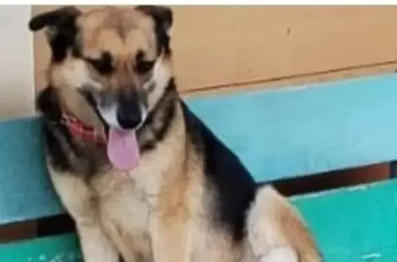 Lost Female German Shepherd in Cape Town