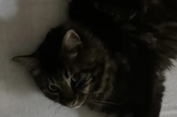Chat perdu : Lucky, mâle tigre poil mi-long - photo