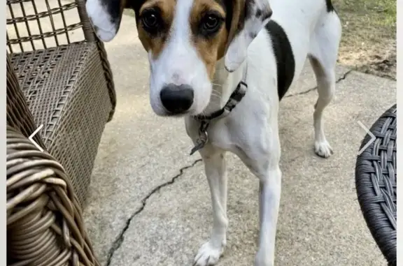 Missing: Jake the Skittish Hound Mix