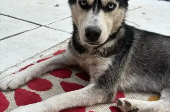 Help Find Queen: Timid Husky Mix Missing