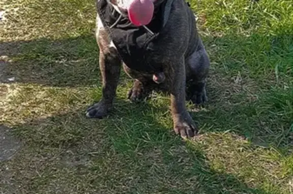 Chien perdu , photo : Staffie gris perdu, Rue de la Londe 14