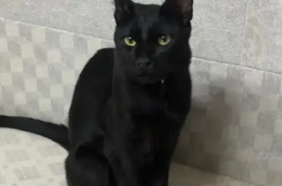 ¡Gatito Negro Perdido en Vilobí d'Onyar!