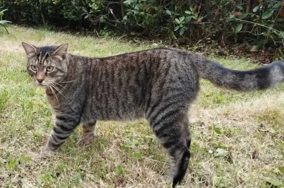 Animaux perdus Aucamville, photo: Chat tigré foncé disparu à Aucamville