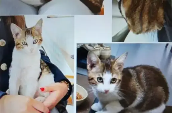 Chaton mâle trouvé, av. Pompidou, St-Pierre - photo