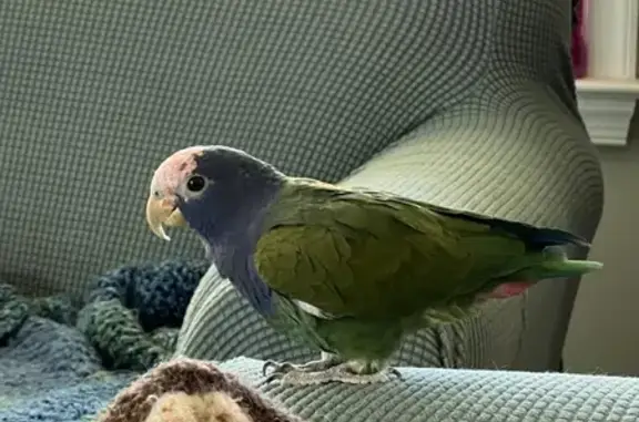 Lost Blue-Headed Pionus Parrot in Gloucester