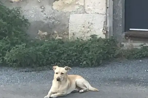Chien sable trouvé, grogne au contact, Tonnay - photo