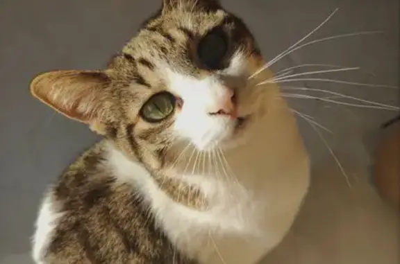 Chatte disparue, poils courts, Rivesaltes - photo
