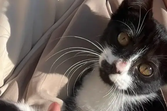 Chatte noire et blanche trouvée près de la Rize - photo