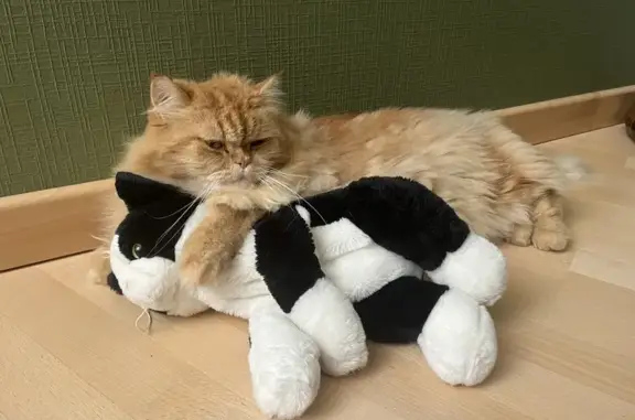 Chat perdu, , photo: Chat sociable disparu, blessé au museau, Ergersheim