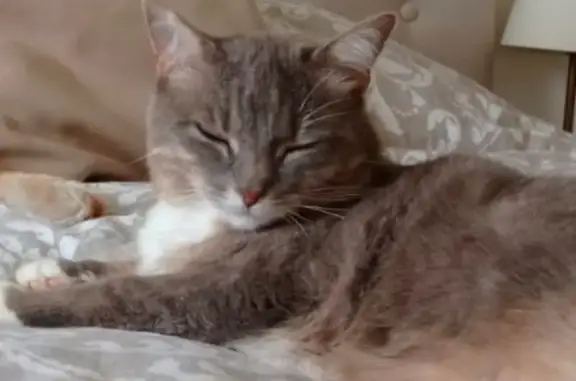 Animaux perdus , photo: Chat gris-pattes blanches perdu à Beauregard-Baret