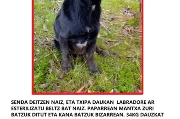 ¡Perro perdido! Labrador negro con manchas blancas