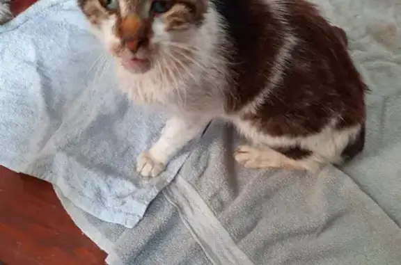 Chat trouvé sans dents, blanc et gris, Carvin - photo
