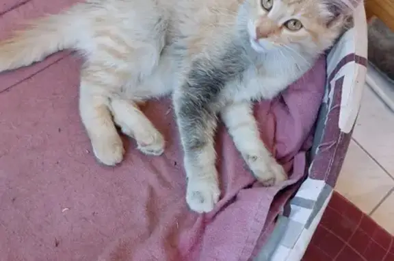 Chat trouvé , photo: Chatte beige trouvée, Rue du Veau Doré