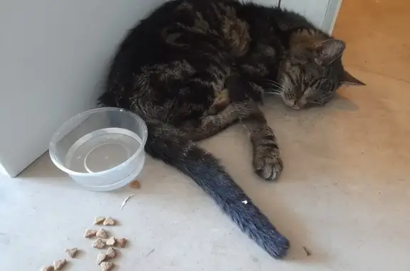 Chat mâle 16 ans trouvé à Taverny - photo