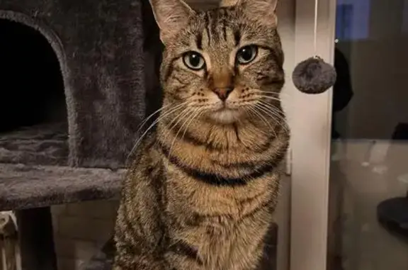 Chat tigré Loup disparu à Vieux-Boucau - photo