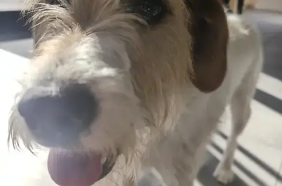 Chien trouvé D225 à Pignols - photo
