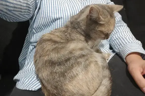 Animaux perdus Dijon, photo: Chatte grise-marron perdue à Dijon