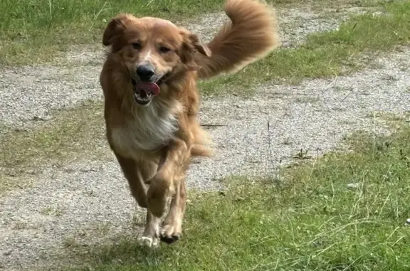 Animaux trouvés Saint-Cergues, photo: Jeune Golden Retriever croisé trouvé à Nyon