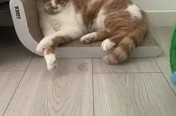 Chat roux et blanc perdu à Pont-de-Chéruy - photo