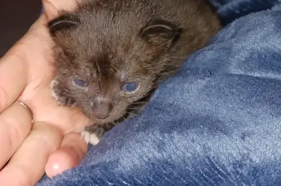 Chaton noir de 3 semaines trouvé à Isigny - photo
