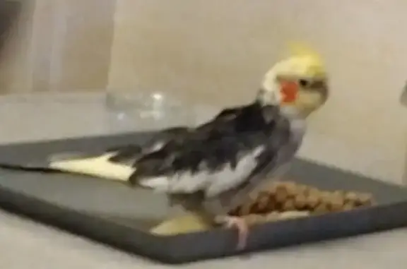 Lost Cockatiel in Dover CT17 - Help Needed!