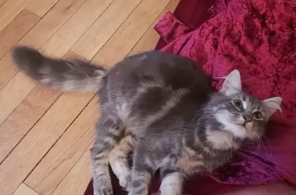 Animaux perdus , photo: Chatte tigrée grise et blanche disparue