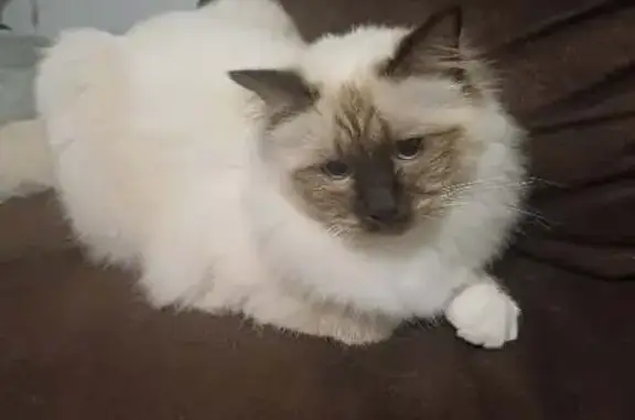 Chat blanc au museau marron disparu à Curtafond - photo