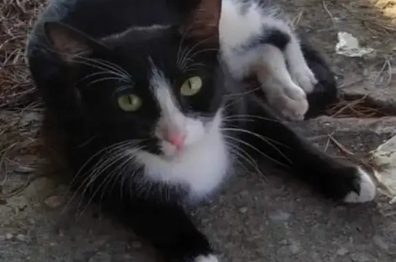 ¡Gato Perdido! Blanca y Negra...