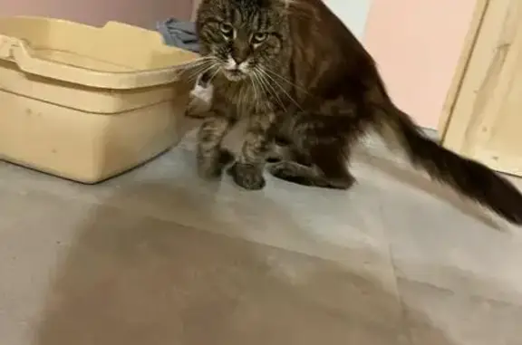 Chat trouvé , photo: Chat Main Coon tigré trouvé maigre Le Roux