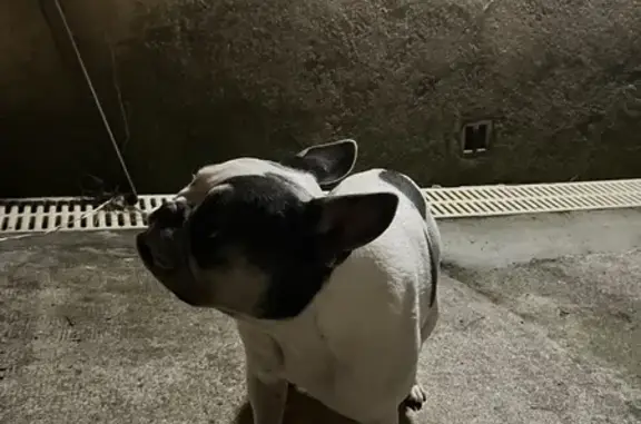 Bouledogue français trouvé Chemin des Bastides - photo