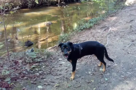 Chien perdu Limoges, photo : Chien mâle croisé disparu à Limoges