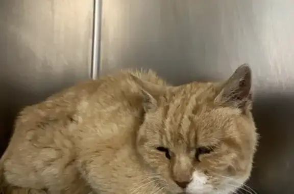 Chat roux et blanc trouvé, clinique des Hutins - photo