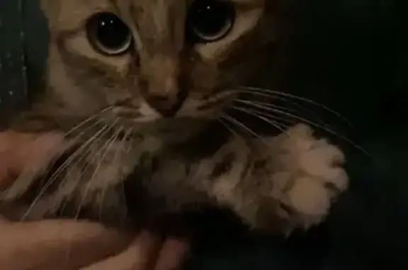 Animaux perdus , photo: Chat tigré trouvé, route de Peccatiere