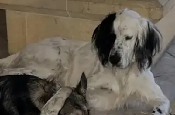 Chien perdu Sermérieu, photo : ⚠️ Chiens Perdus à Sermérieu ⚠️