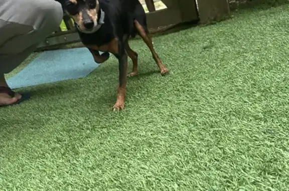 Chien trouvé près du collège Saint Joseph, Nantes - photo